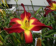 WHIP CITY FOXIE LADY